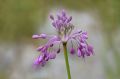 Allium carinatum subsp. pulchellum